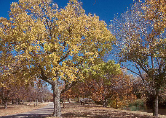 Celtis occidentalis (Hackberry)