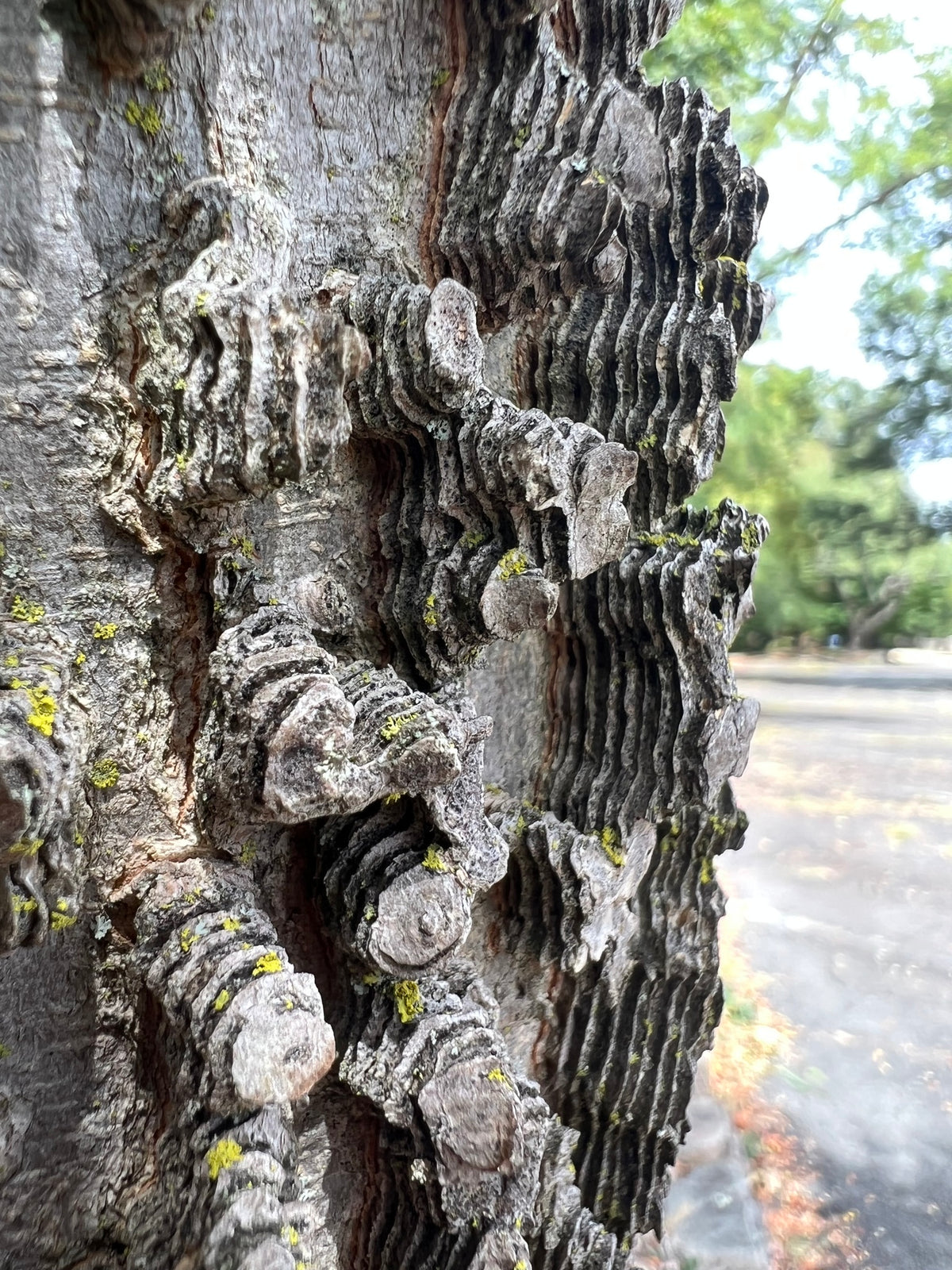 Celtis occidentalis (Hackberry)