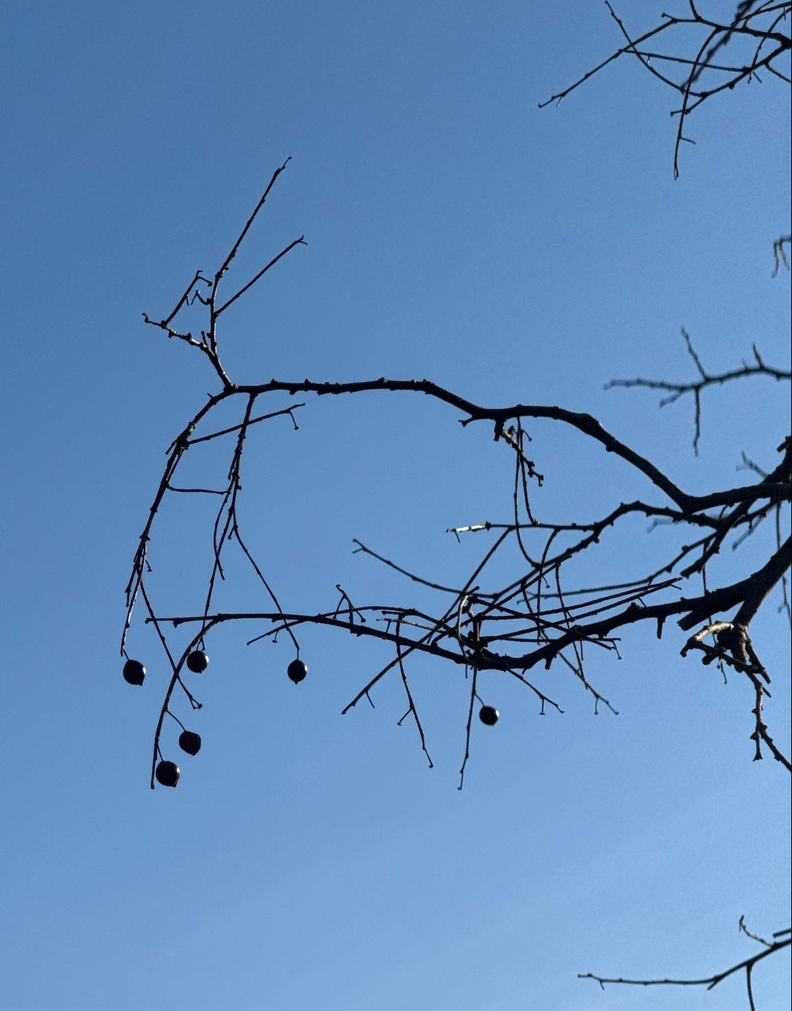 Celtis occidentalis (Hackberry)