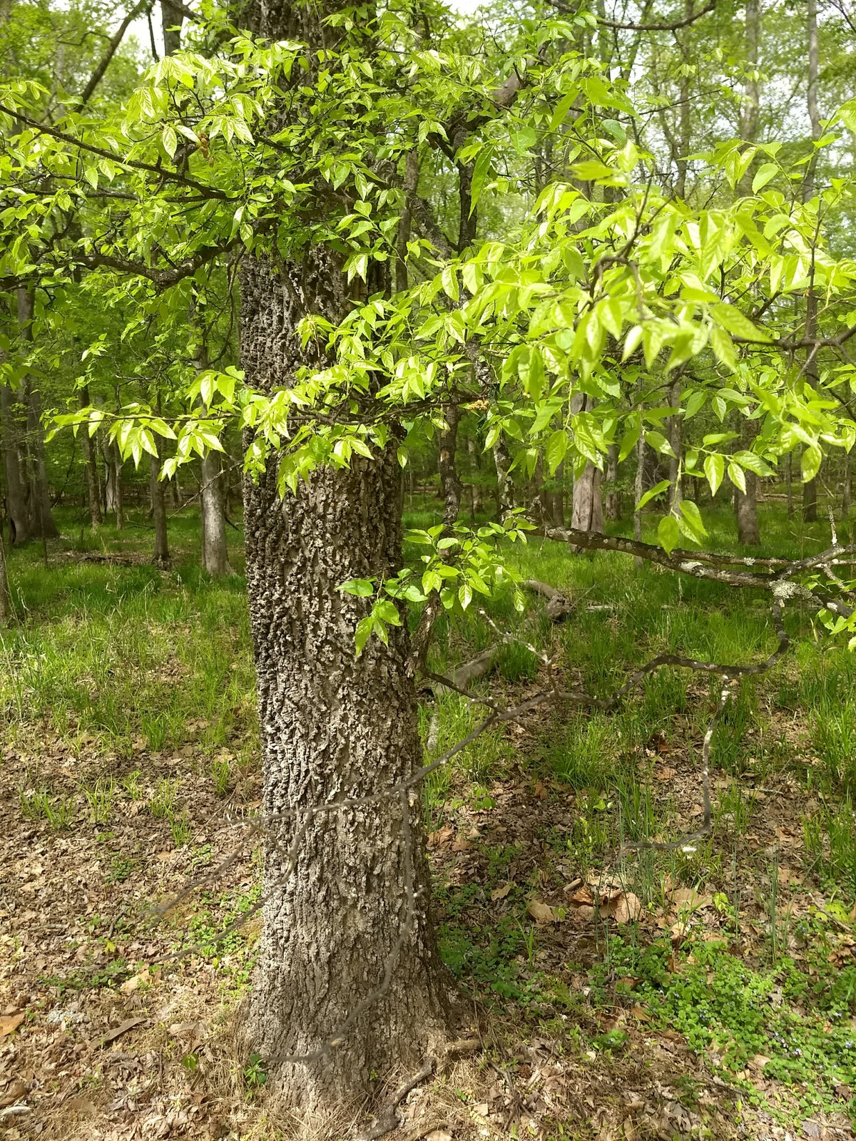 Celtis occidentalis (Hackberry)