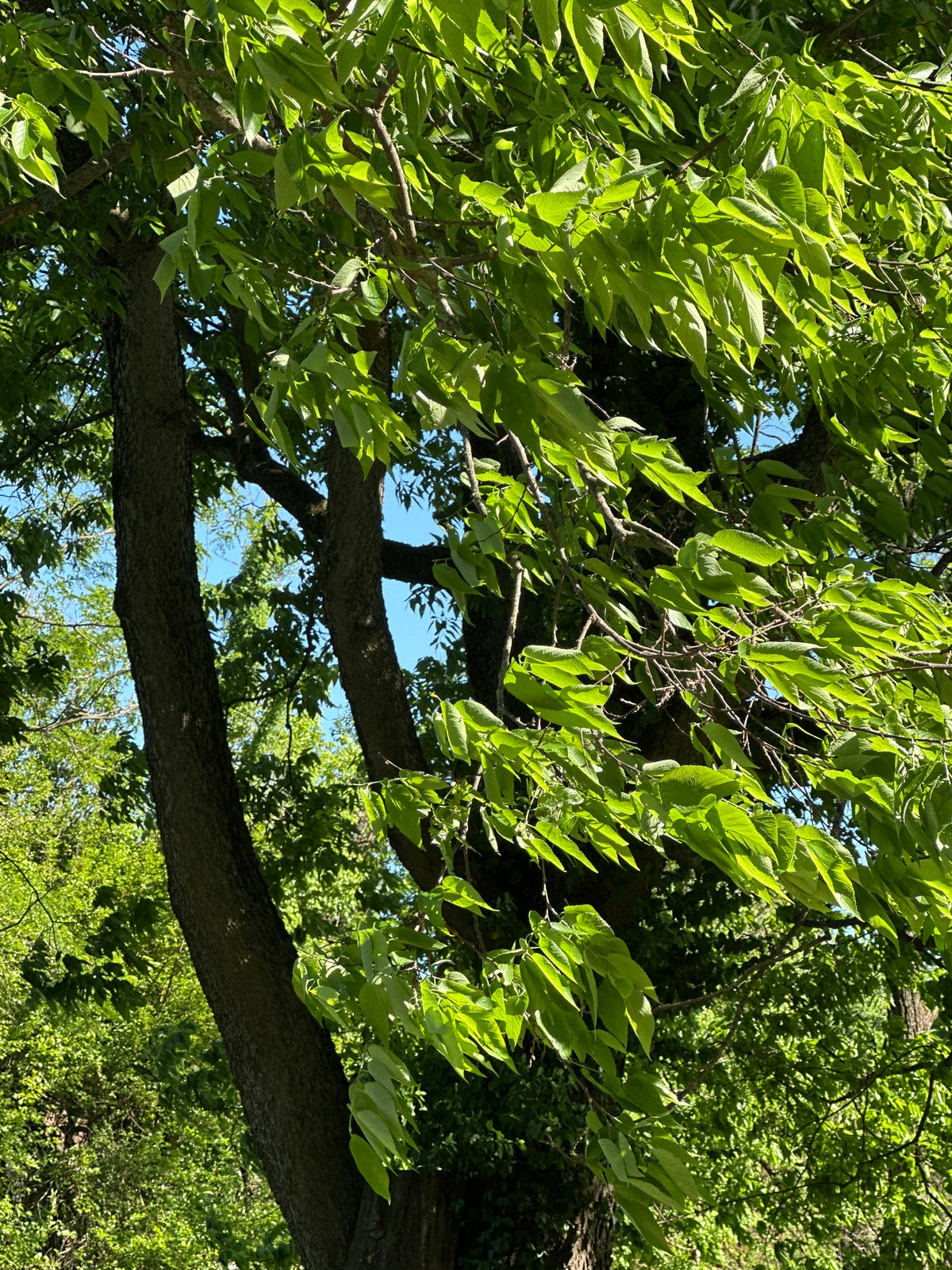 Celtis occidentalis (Hackberry)