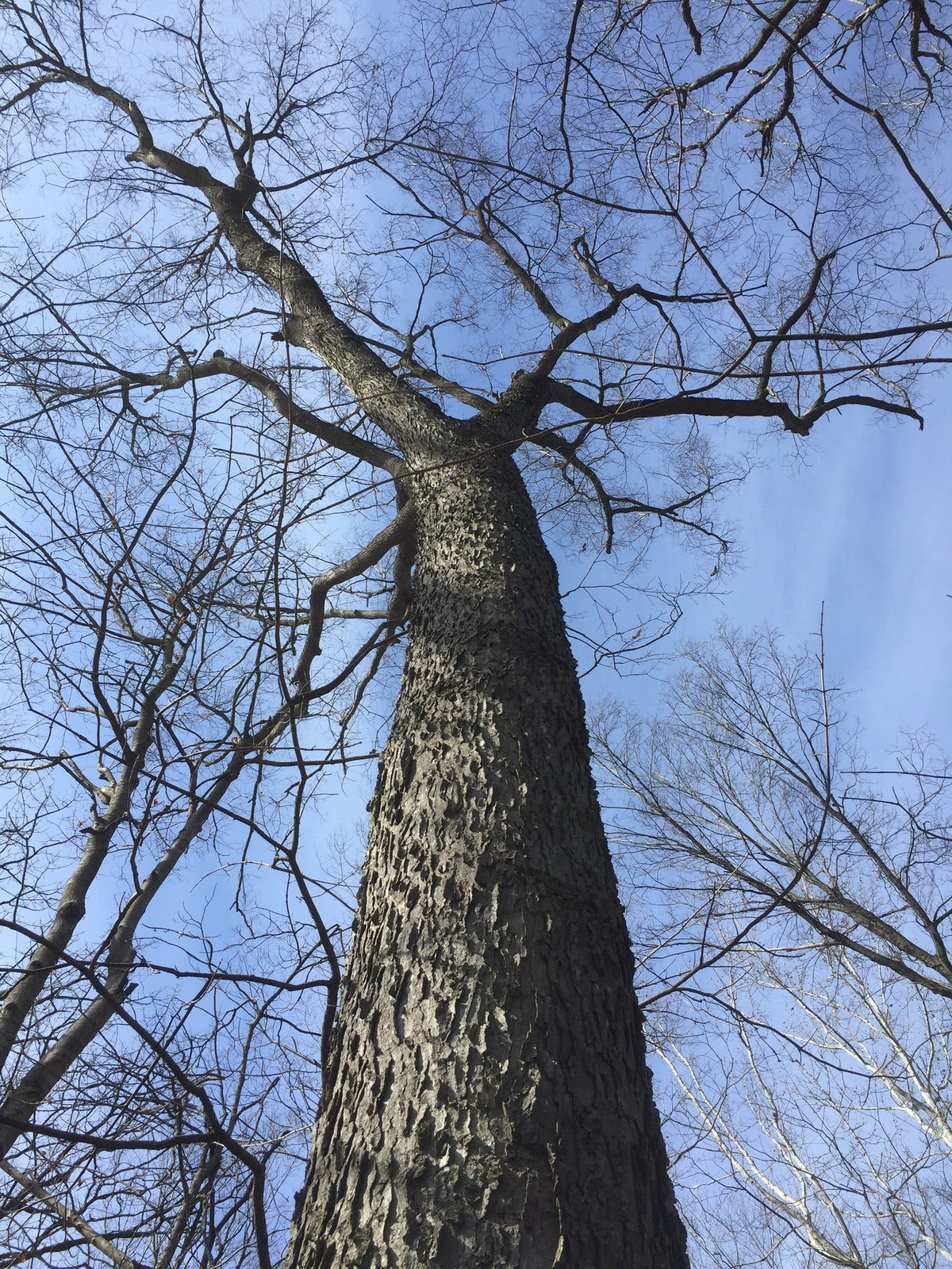 Celtis occidentalis (Hackberry)
