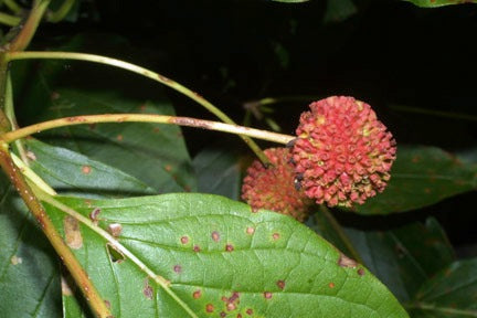 Cephalanthus occidentalis (Buttonbush)