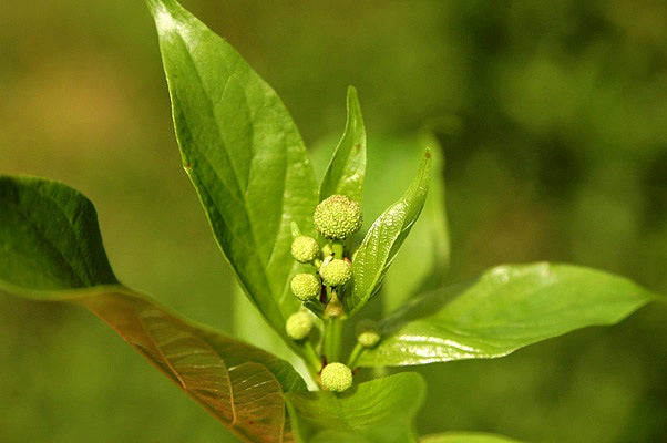 Cephalanthus occidentalis (Buttonbush)