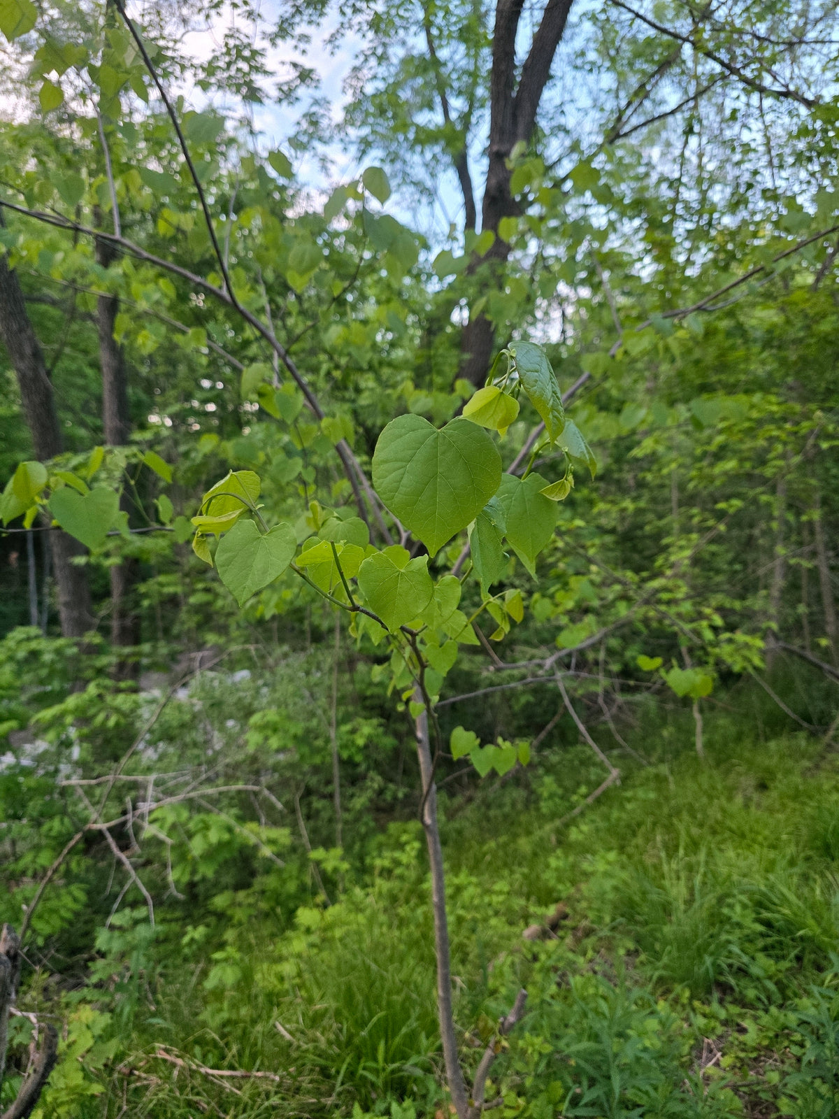 Cercis canadensis (Eastern Redbud)