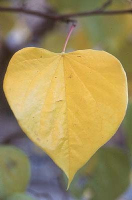 Cercis canadensis (Eastern Redbud)