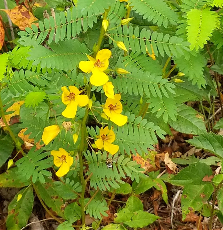 Chamaecrista fasciculata (Partridge Pea)