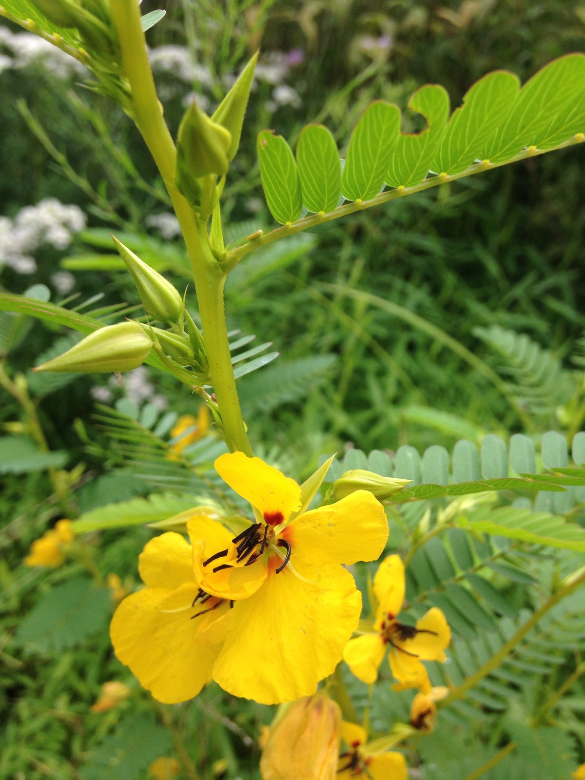 Chamaecrista fasciculata (Partridge Pea)