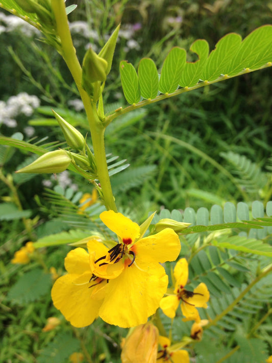 Chamaecrista fasciculata (Partridge Pea)