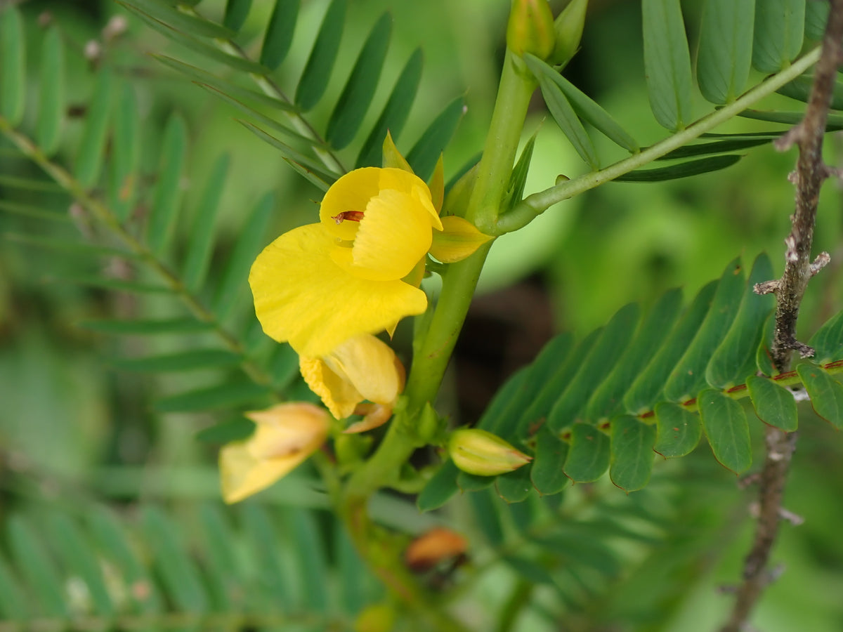Chamaecrista nictitans (Wild Sensitive-Pea)