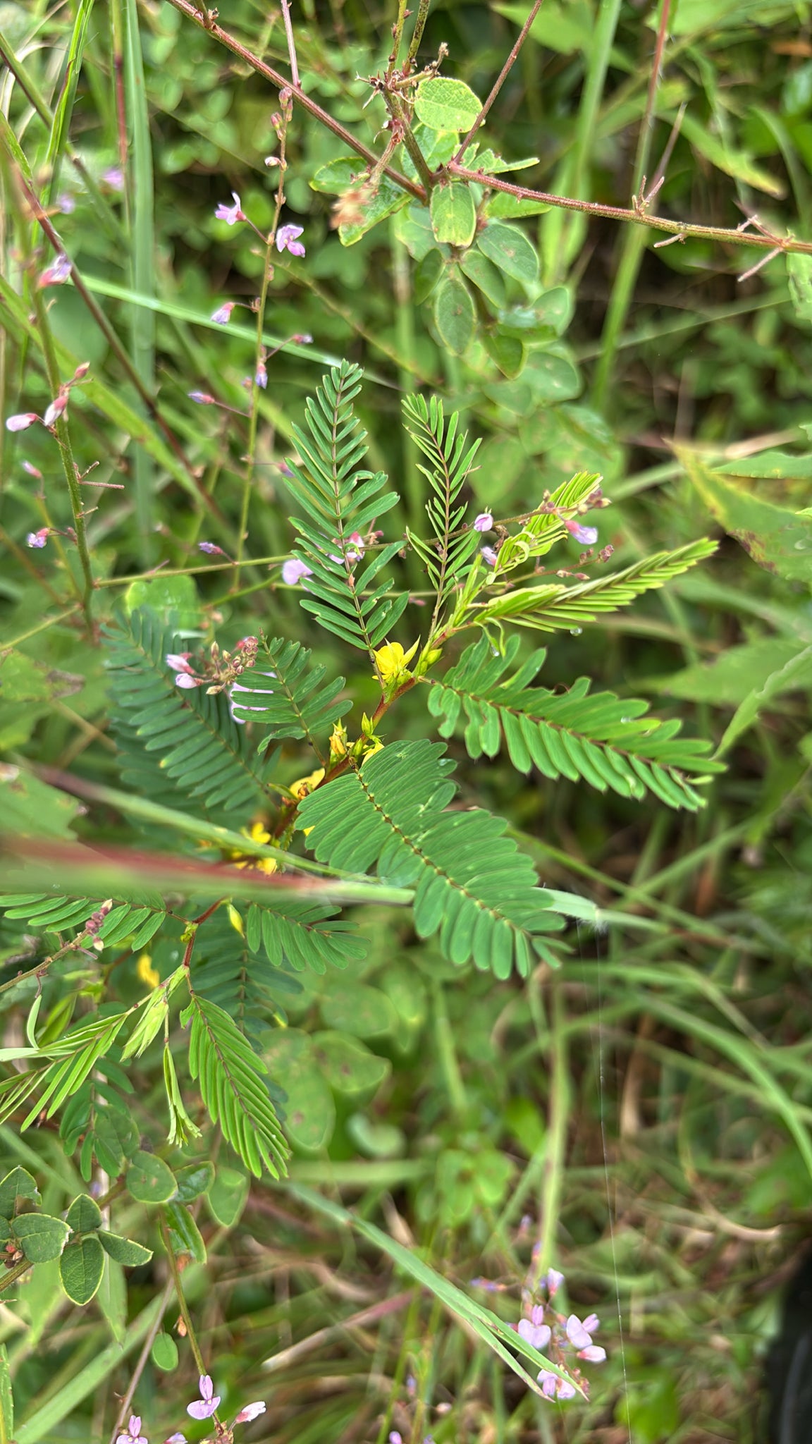 Chamaecrista nictitans (Wild Sensitive-Pea)