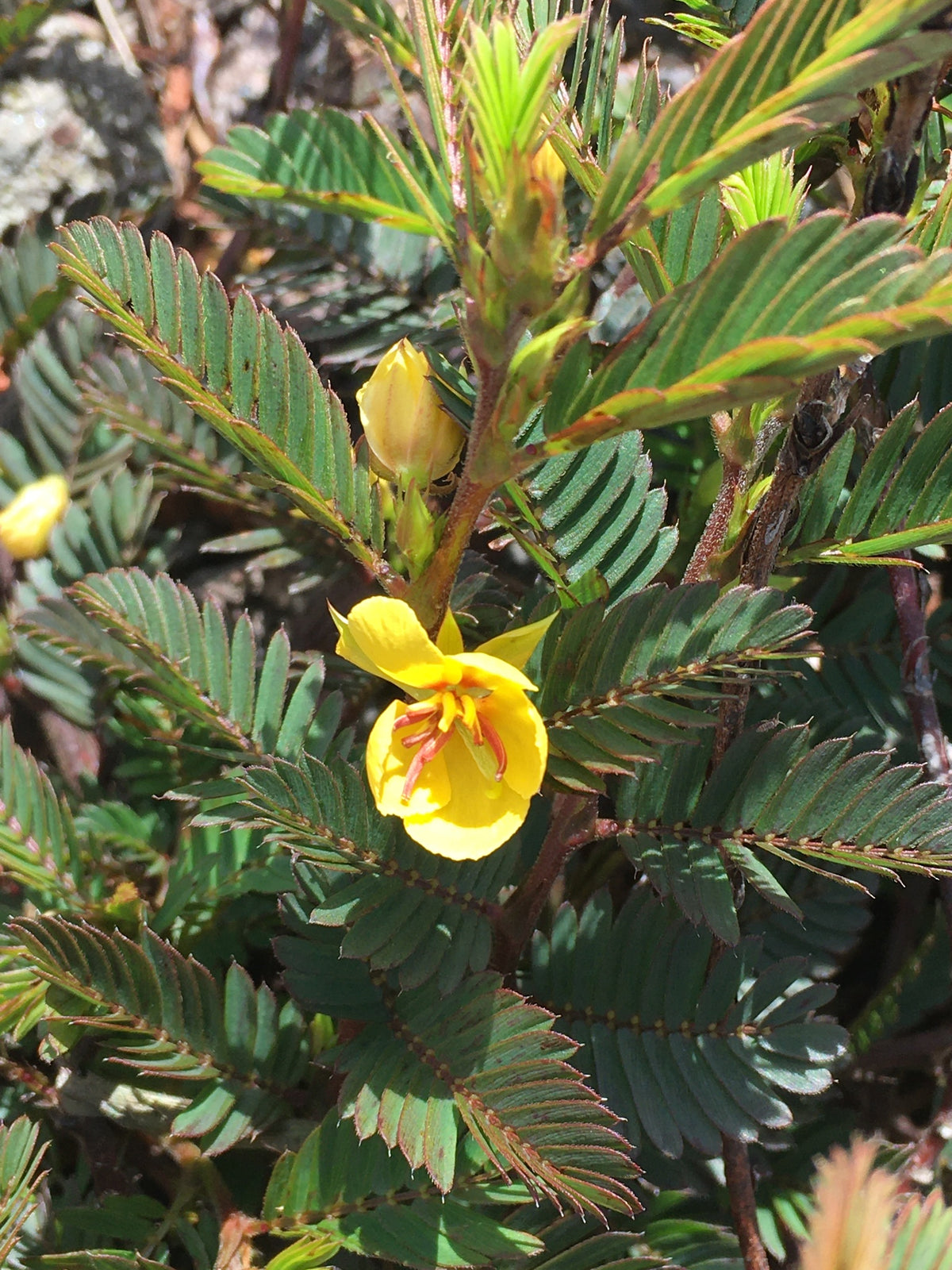 Chamaecrista nictitans (Wild Sensitive-Pea)