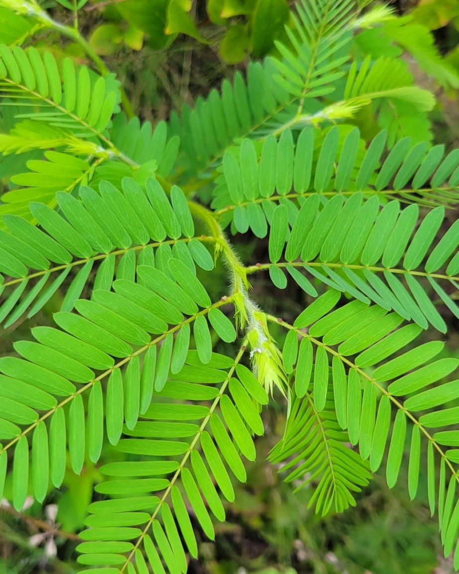 Chamaecrista nictitans (Wild Sensitive-Pea)