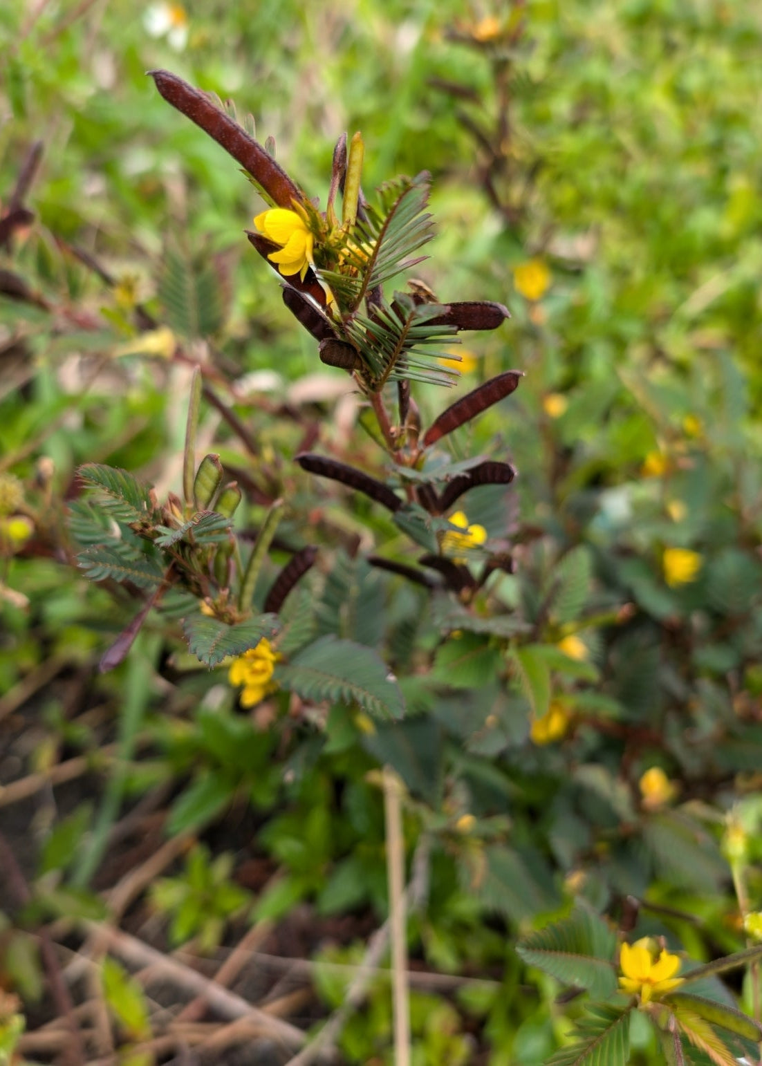 Chamaecrista nictitans (Wild Sensitive-Pea)