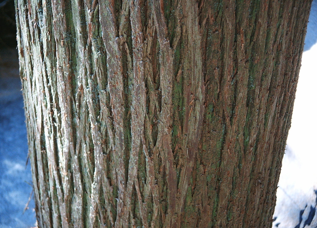 Chamaecyparis thyoides (Atlantic White Cedar)