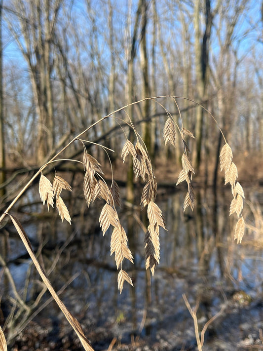 Chasmanthium latifolium (Northern Sea Oats)