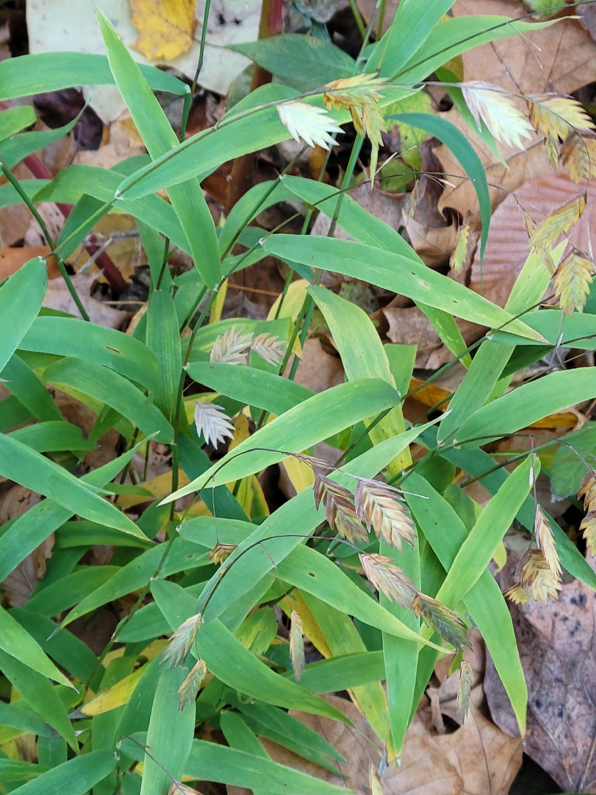 Chasmanthium latifolium (Northern Sea Oats)