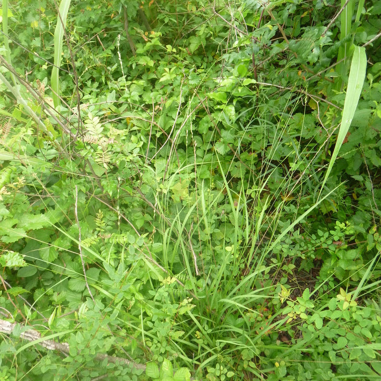 Chasmanthium laxum (Slender Woodoats)