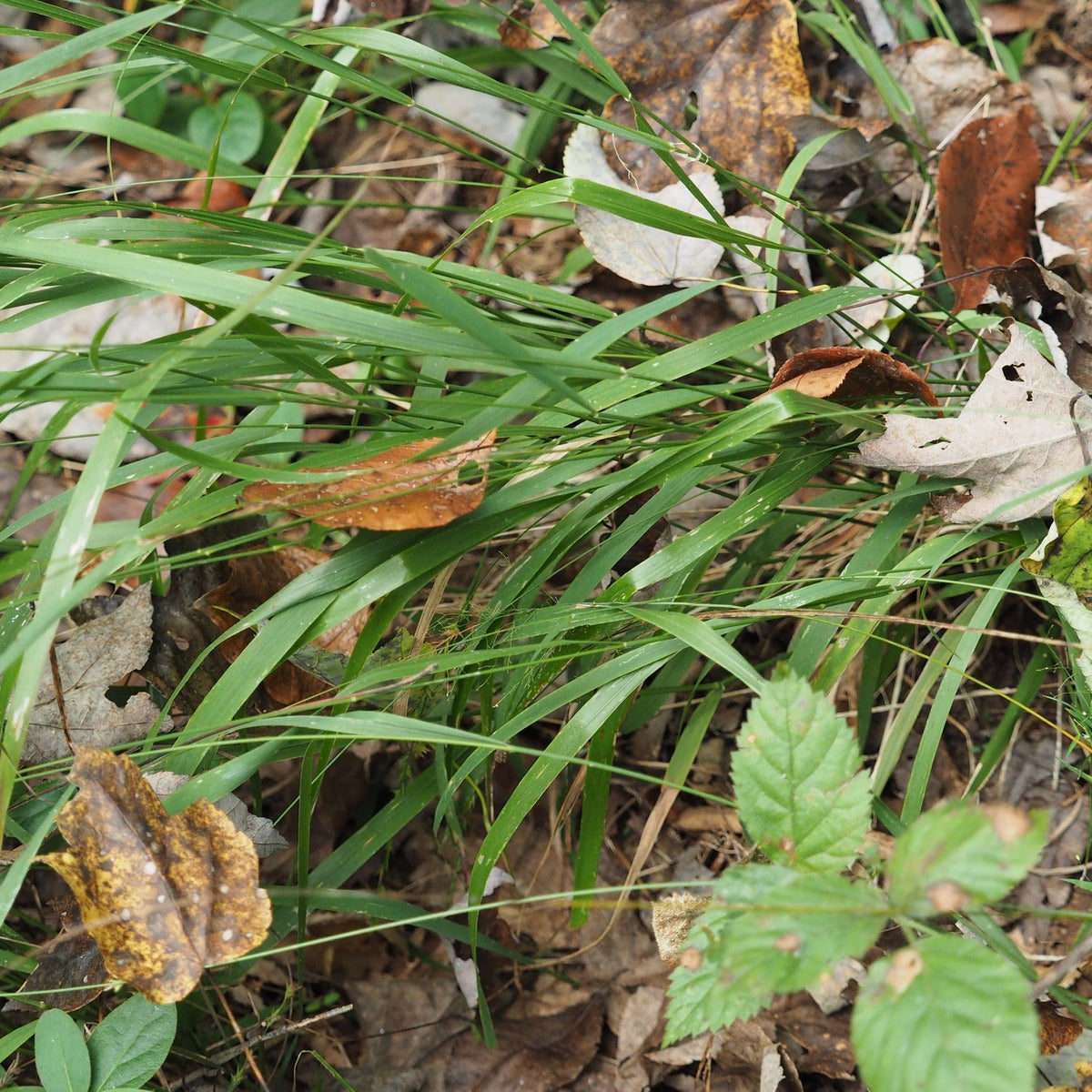 Chasmanthium laxum (Slender Woodoats)