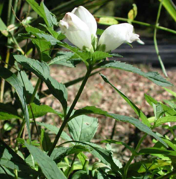 Chelone glabra (Turtlehead)