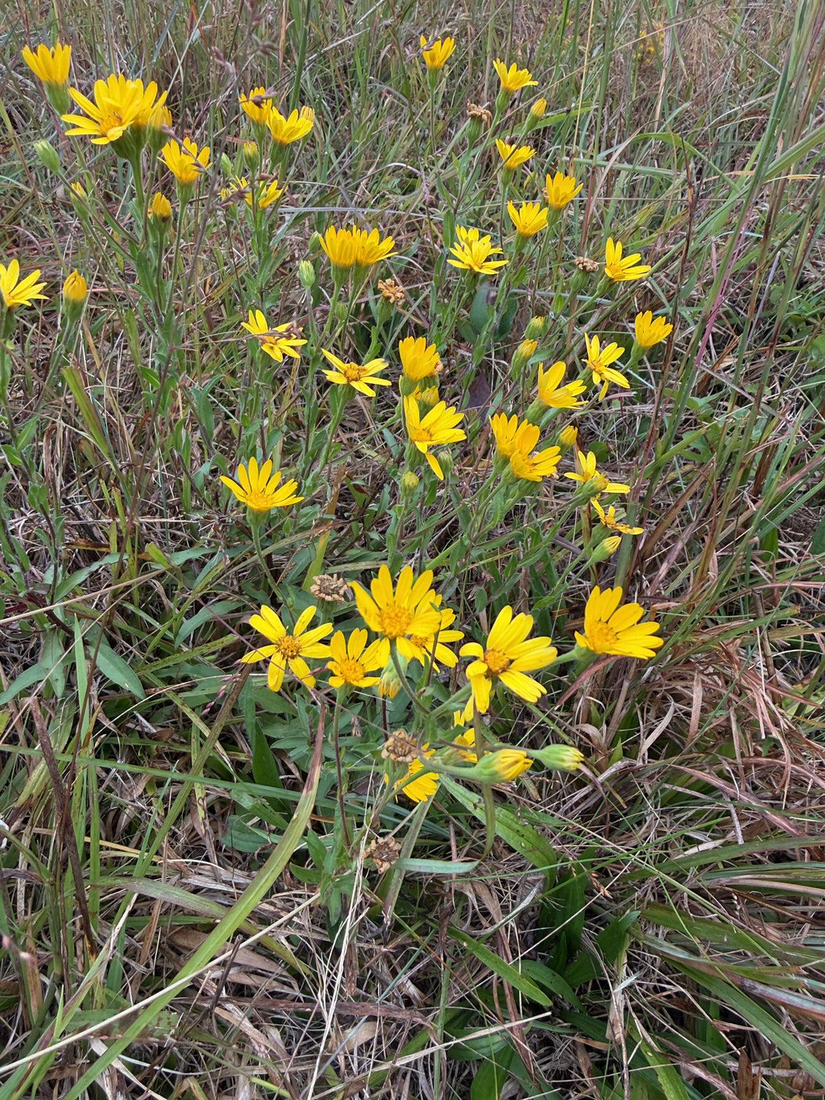 Chrysopsis mariana (Maryland Golden Aster)
