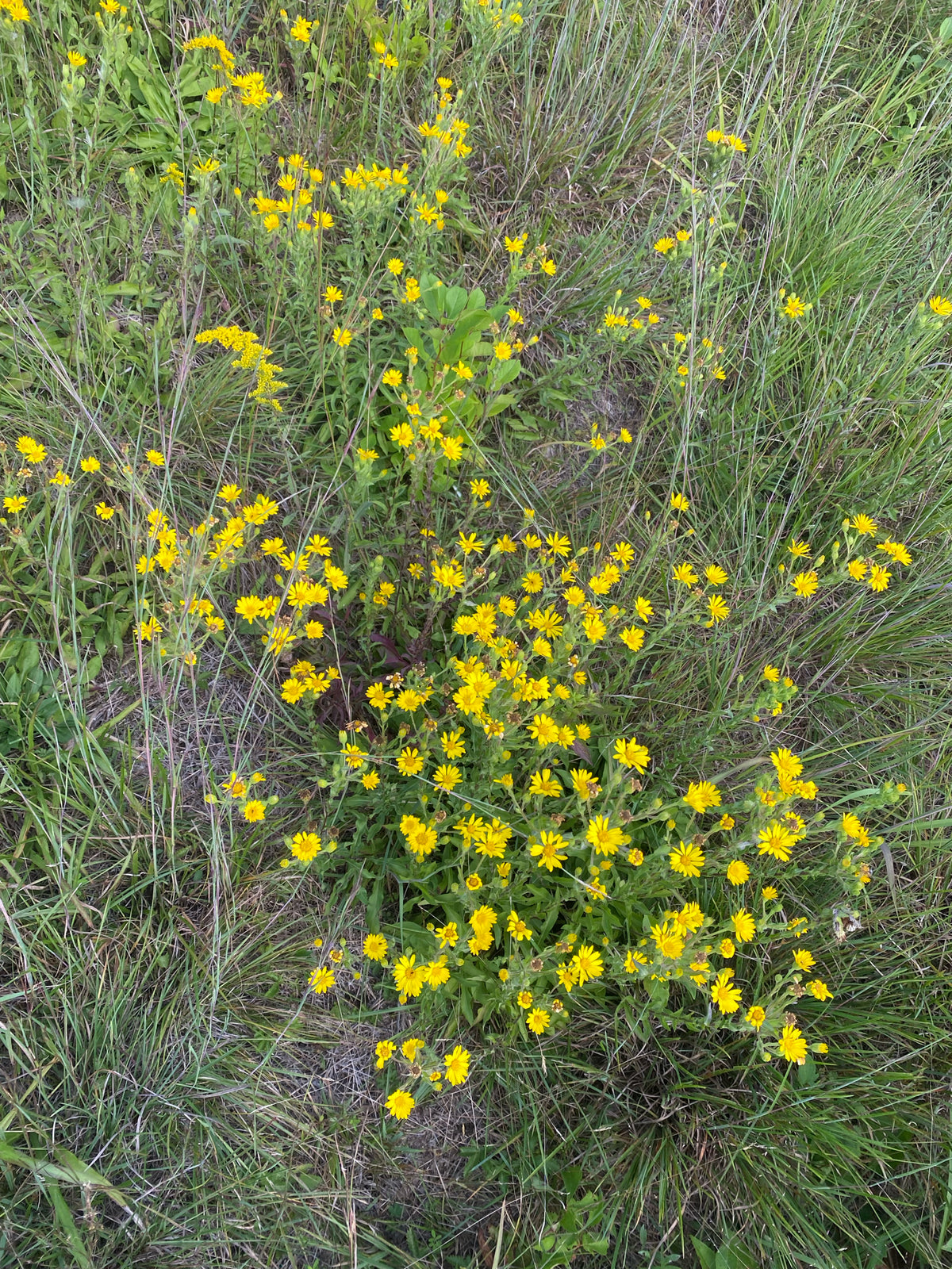 Chrysopsis mariana (Maryland Golden Aster)
