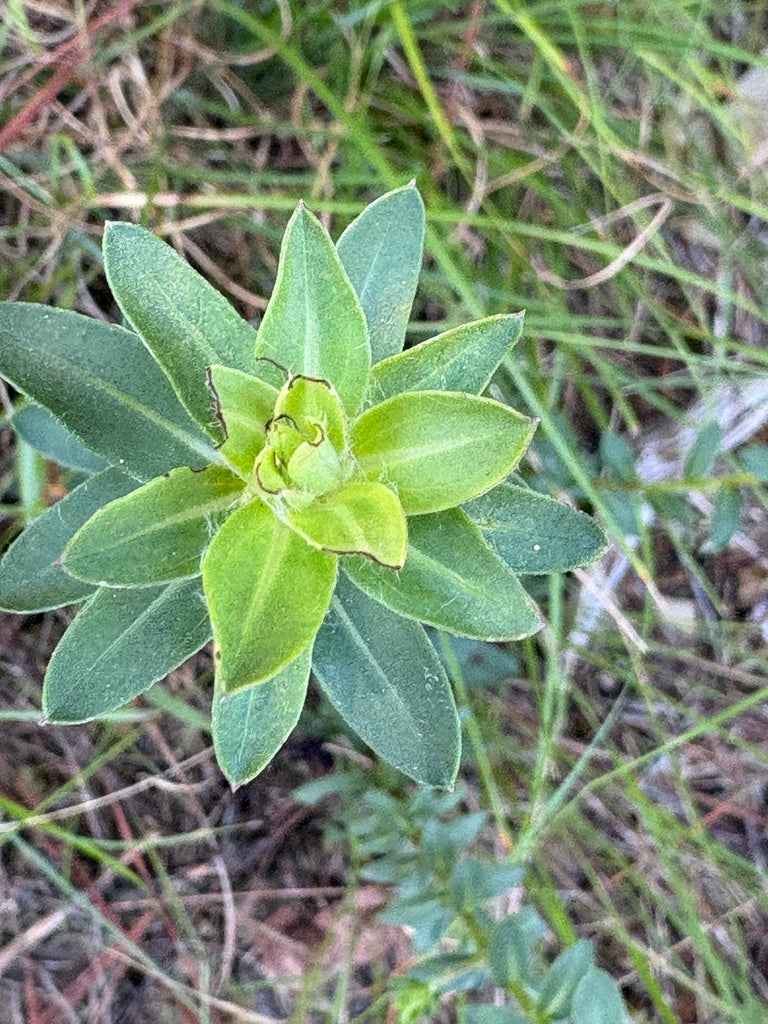 Chrysopsis mariana (Maryland Golden Aster)