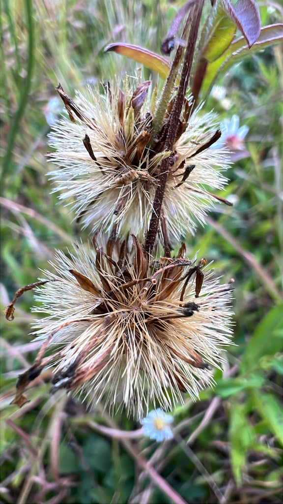 Chrysopsis mariana (Maryland Golden Aster)
