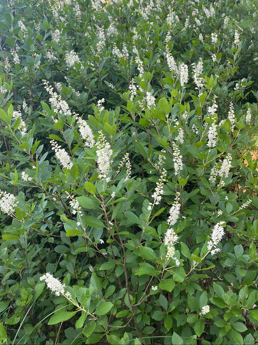 Clethra alnifolia (Sweet Pepperbush)