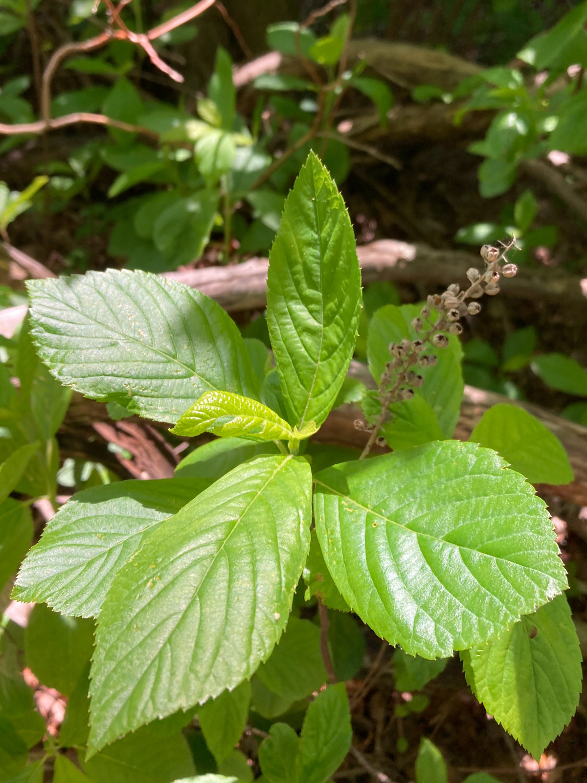 Clethra alnifolia (Sweet Pepperbush)