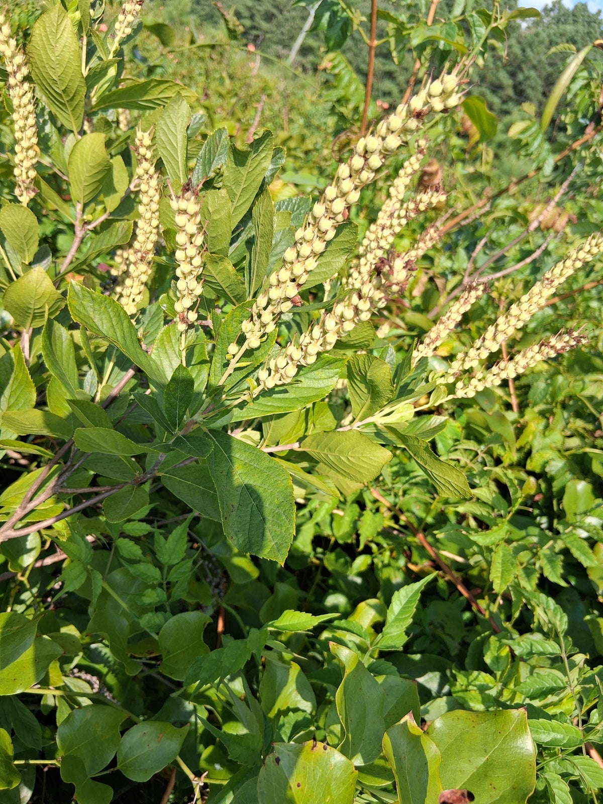 Clethra alnifolia (Sweet Pepperbush)
