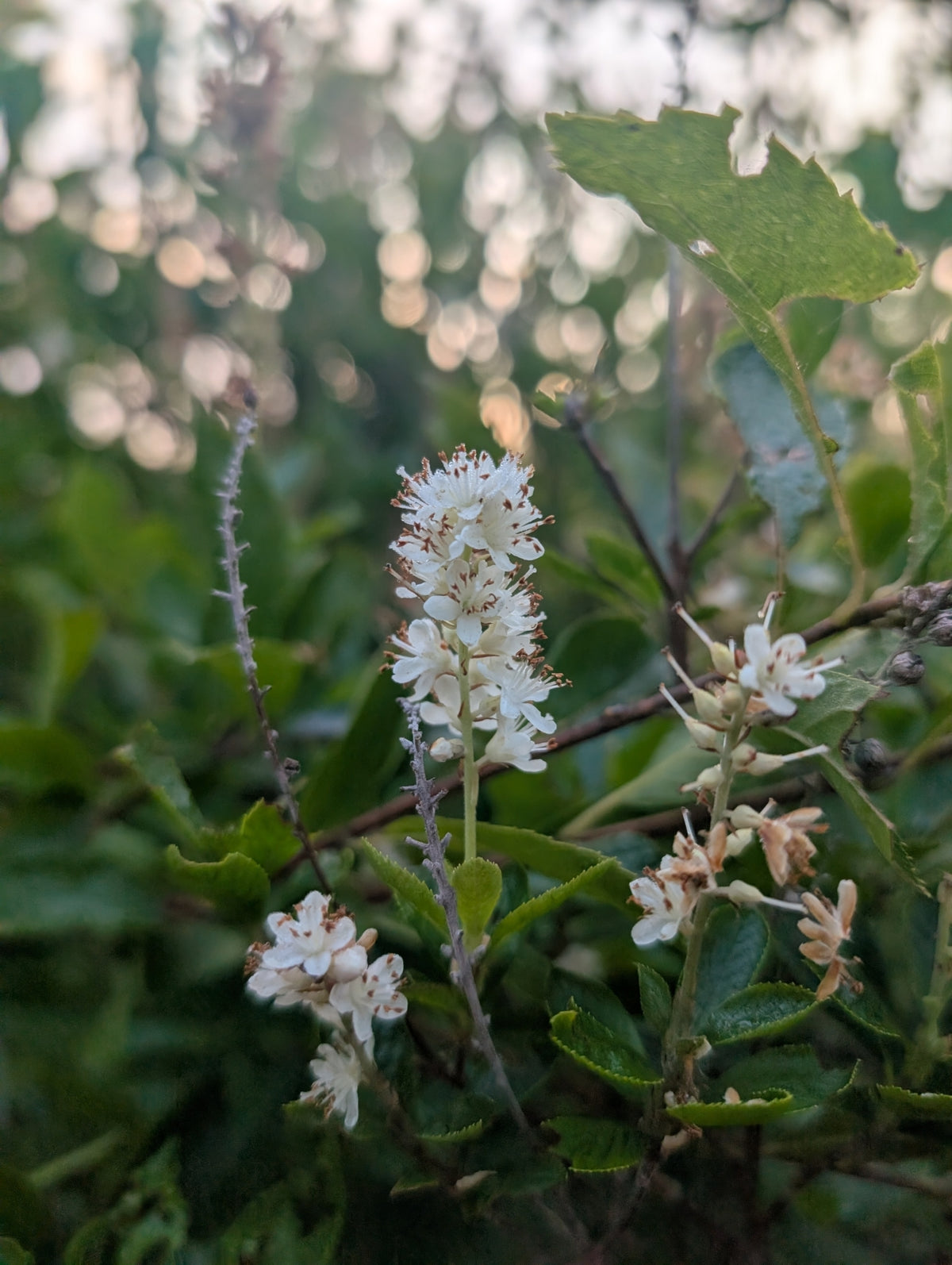 Clethra alnifolia (Sweet Pepperbush)