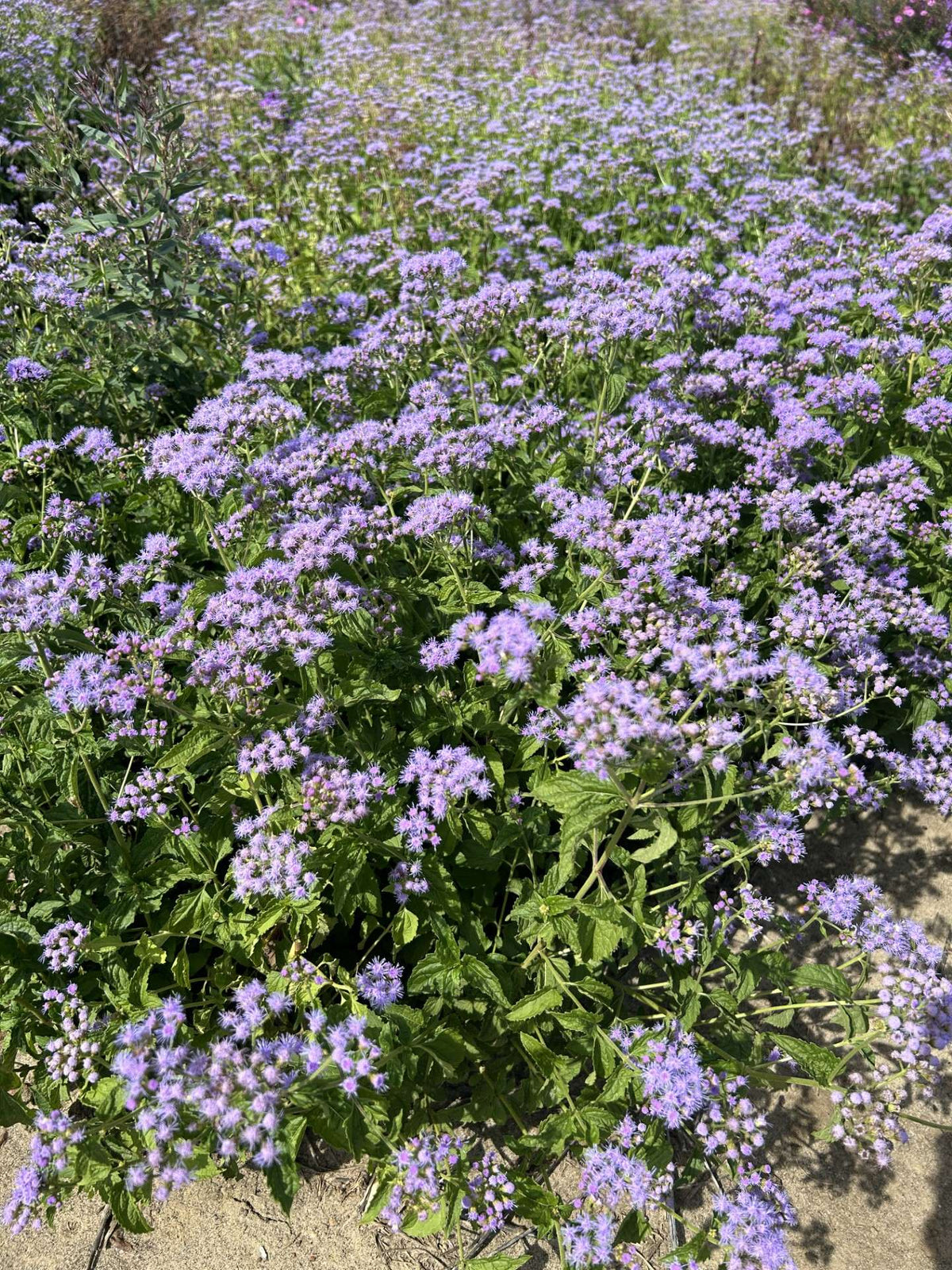 Conoclinium coelestinum (Blue Mistflower)