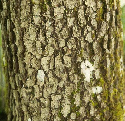 Cornus florida (Flowering Dogwood)