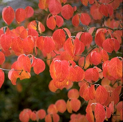 Cornus florida (Flowering Dogwood)