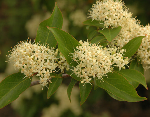 Cornus racemosa (Gray Dogwood)