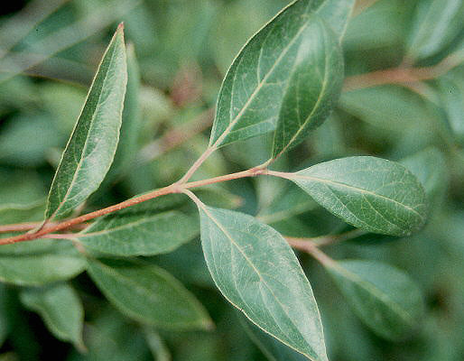 Cornus racemosa (Gray Dogwood)