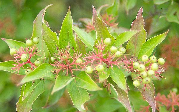 Cornus racemosa (Gray Dogwood)