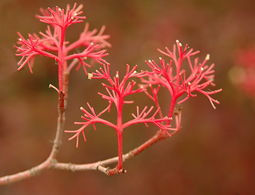 Cornus racemosa (Gray Dogwood)