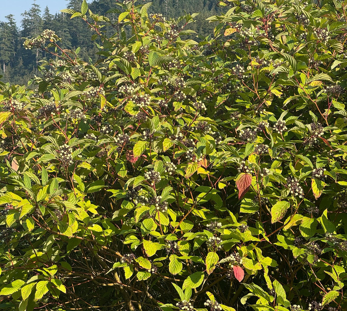 Cornus sericea (Red-Twig Dogwood)