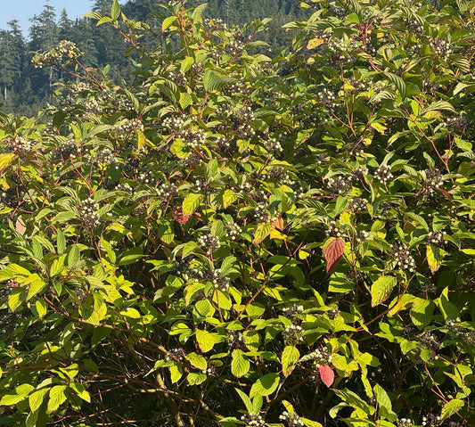Cornus sericea (Red-Twig Dogwood)