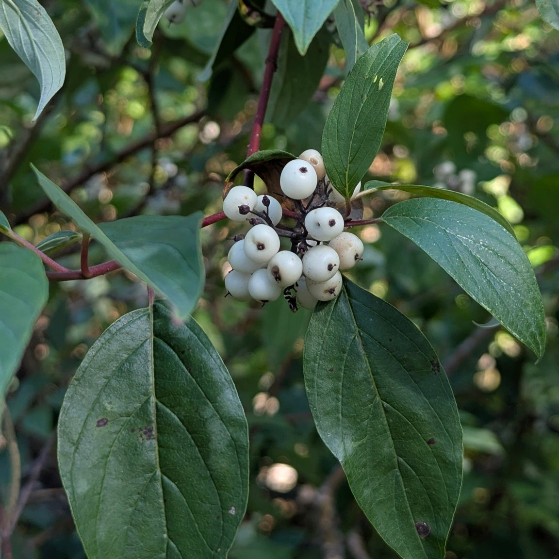 Cornus sericea (Red-Twig Dogwood)
