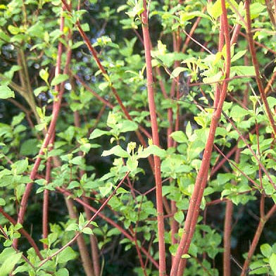 Cornus sericea (Red-Twig Dogwood)