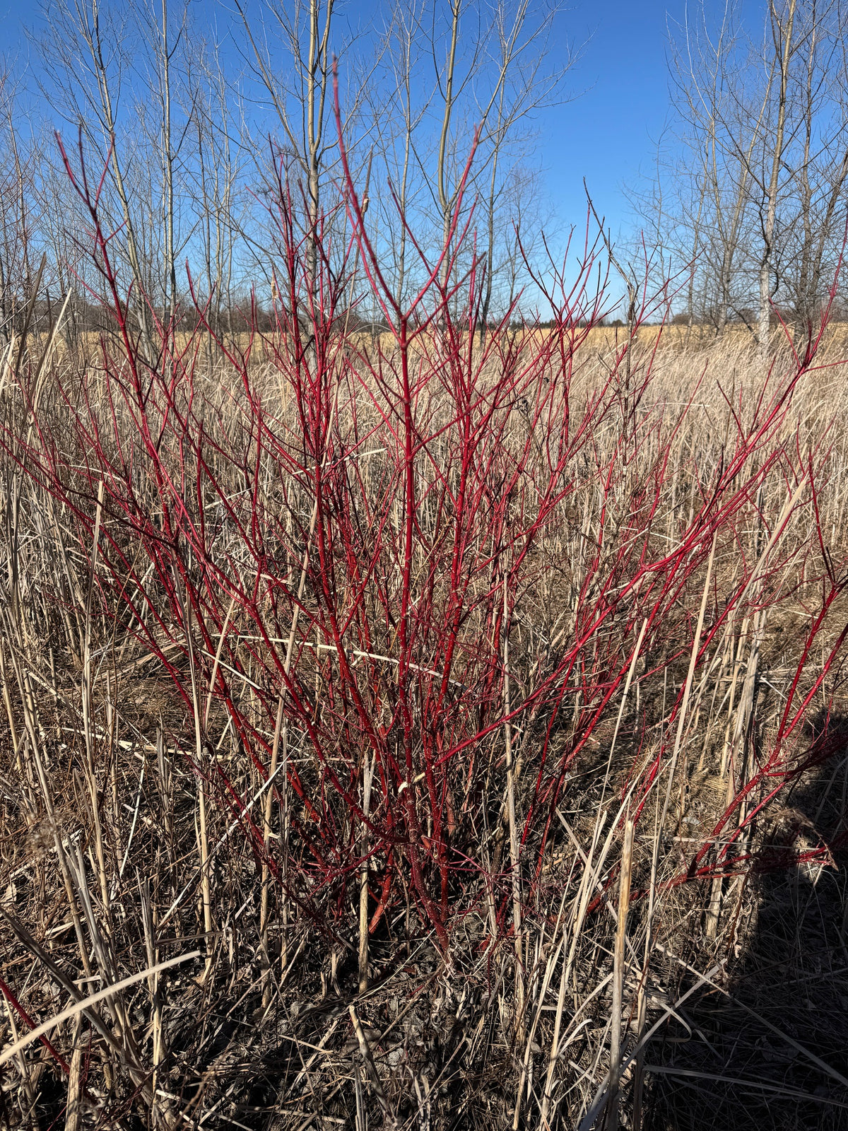 Cornus sericea (Red-Twig Dogwood)