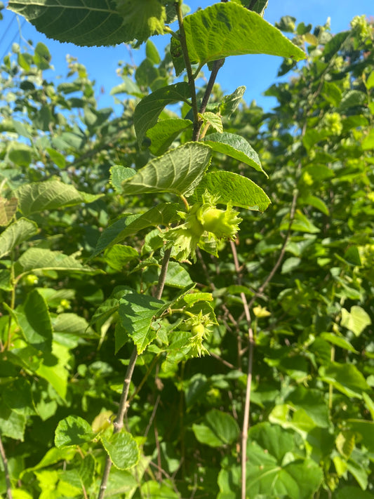Corylus americana (American Hazlenut)