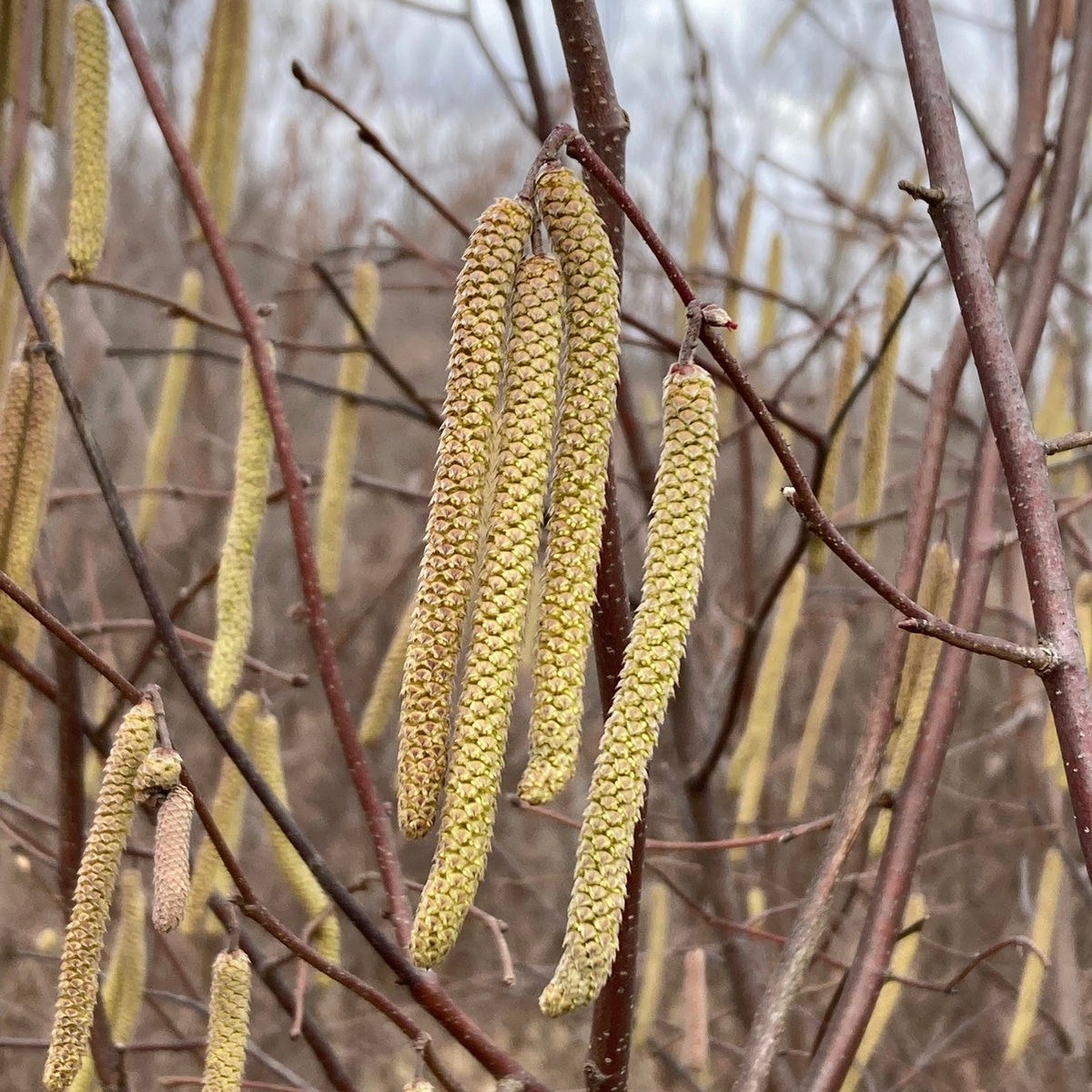 Corylus americana (American Hazlenut)