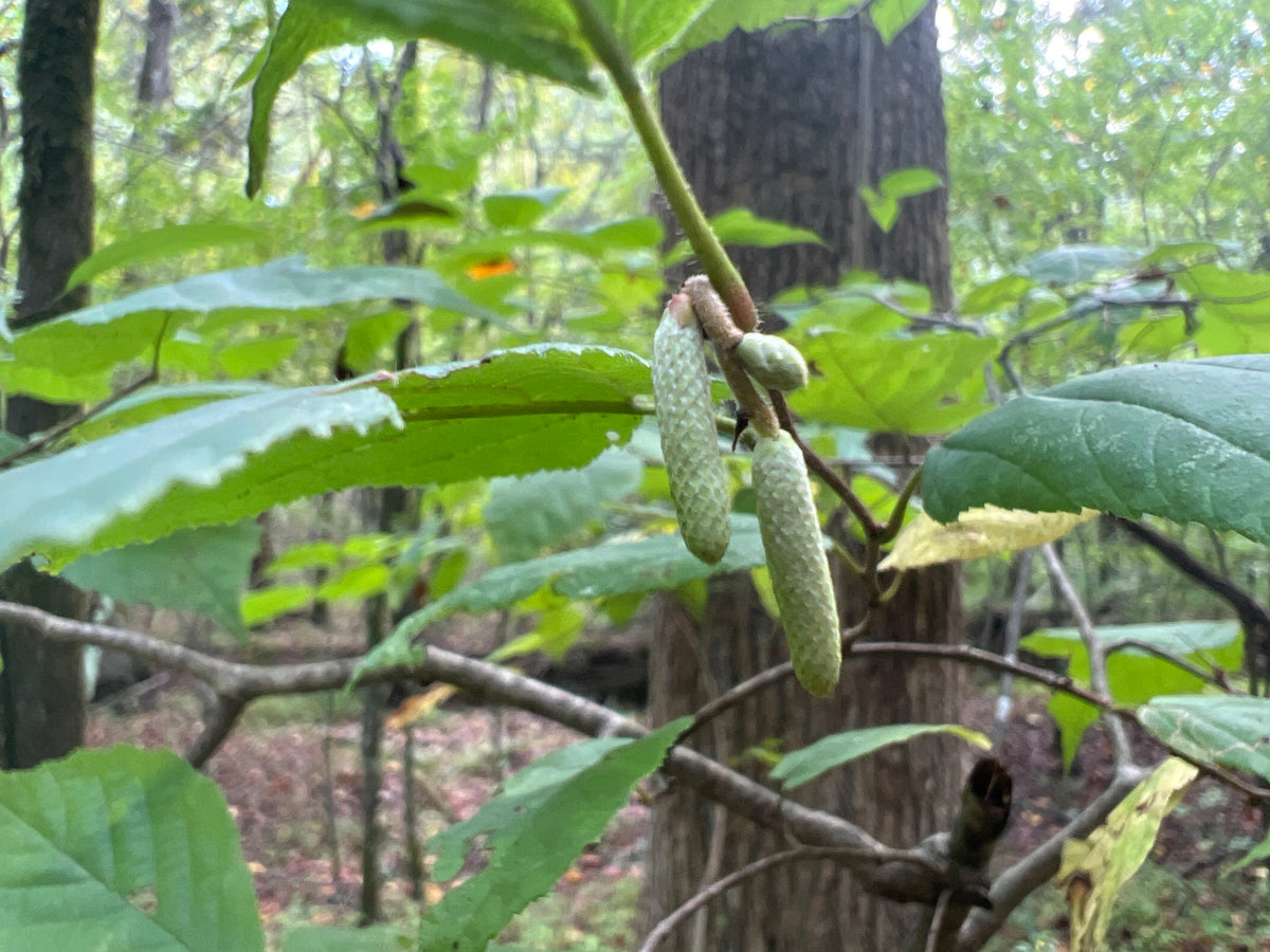 Corylus americana (American Hazlenut)