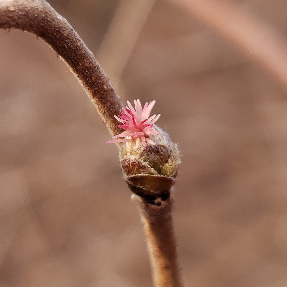Corylus americana (American Hazlenut)