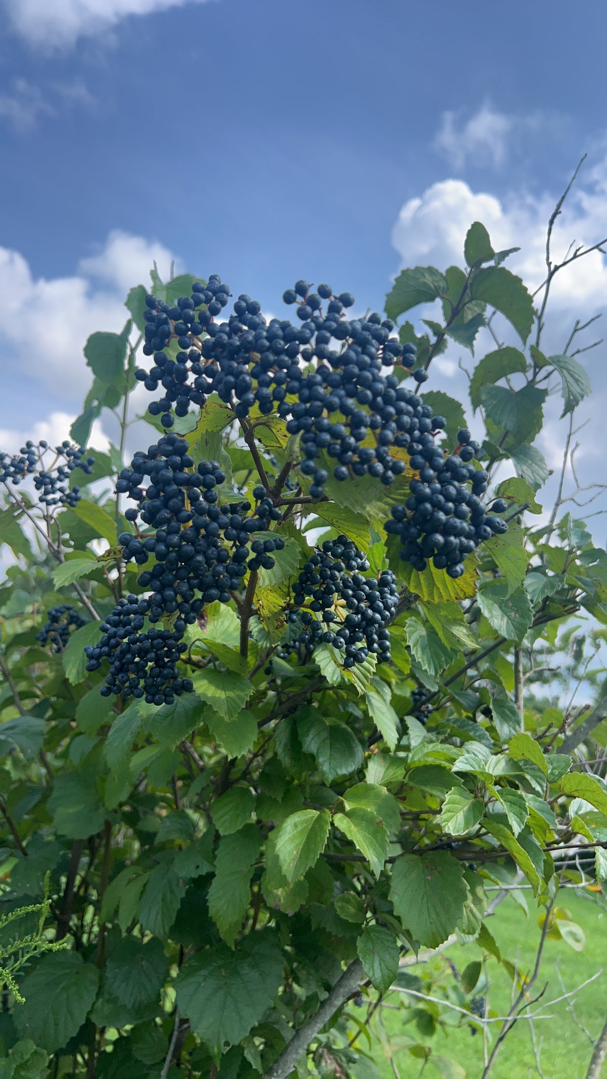 Viburnum dentatum (Arrowwood Viburnum)