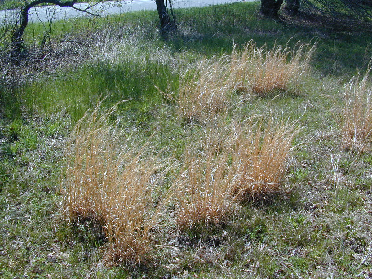 Andropogon virginicus (Broomsedge)